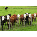 galvanized cattle panels fence panel / grassland fence